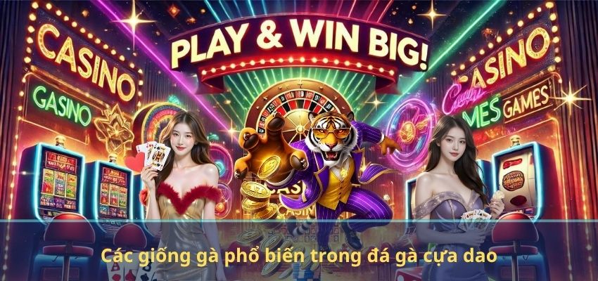 Đá Gà Cựa Dao Tại NEW88 – Trải Nghiệm Kịch Tính Với Những Trận Đấu Đỉnh Cao Các giống gà phổ biến trong đá gà cựa dao